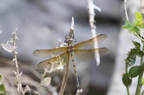 Oxygastra curtisii